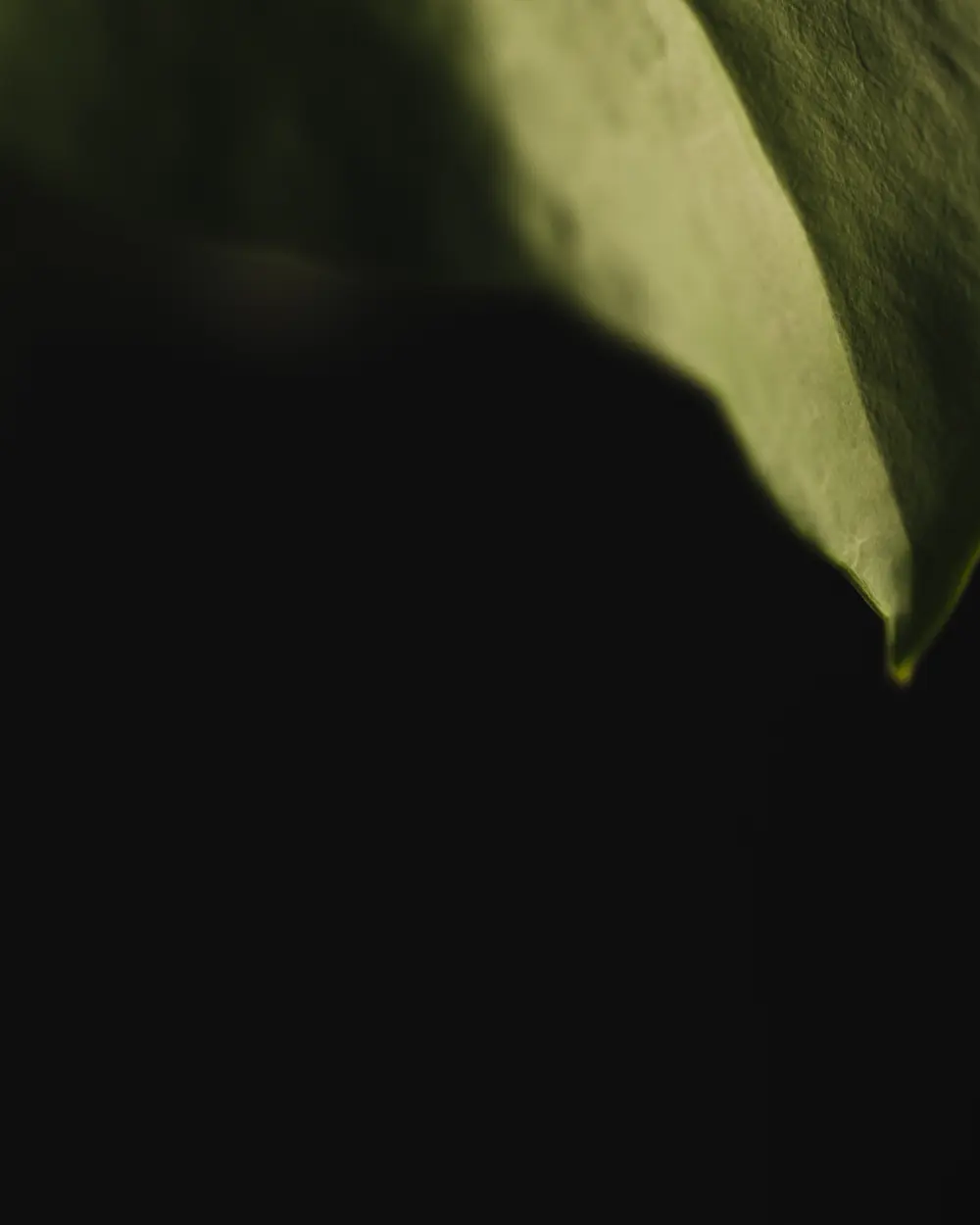 Punta de una hoja iluminada sobre fondo negro